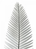 Tropical Fern 2 Poster Print by Albert Koetsier - Item # VARPDXAKRC567B