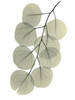 Striving Eucalyptus 2 Poster Print by Albert Koetsier