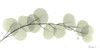 Eucalyptus L196 Poster Print by Albert Koetsier