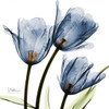 New Blue Tulips C54 Poster Print by Albert Koetsier - Item # VARPDXAKSQ020F2