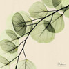 Mint Eucalyptus 1 Poster Print by Albert Koetsier