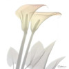 Sunday Morning Calla Lily Poster Print by Albert Koetsier - Item # VARPDXAKSQ176E