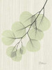 Eucalyptus E196 Poster Print by Albert Koetsier