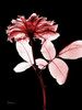 Rose 12 Poster Print by Albert Koetsier - Item # VARPDXAKXRC384B