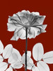 Rose 28 Poster Print by Albert Koetsier