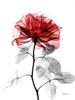 Rose 32 Poster Print by Albert Koetsier - Item # VARPDXAKXRC384F
