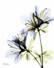 Azalea Duo Poster Print by Albert Koetsier - Item # VARPDXAKXRC401A