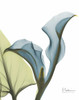 Calla Blues Poster Print by Albert Koetsier - Item # VARPDXAKXRC403A