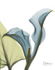 Calla Blues Poster Print by Albert Koetsier - Item # VARPDXAKXRC403A