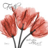 Royal Red Tulip -Faith Poster Print by Albert Koetsier - Item # VARPDXAKXSQ132D