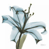 May Lily Poster Print by Albert Koetsier - Item # VARPDXAKXSQ152A