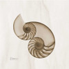 Brown Shell Pair Poster Print by Albert Koetsier - Item # VARPDXAKXSQ203