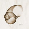 Brown Shell  Single Poster Print by Albert Koetsier - Item # VARPDXAKXSQ204