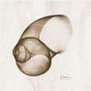 Brown Shell  Single Poster Print by Albert Koetsier - Item # VARPDXAKXSQ204