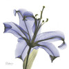 Lily in  Purple Poster Print by Albert Koetsier - Item # VARPDXAKXSQ317D