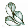 Sea Shells in Green 2 Poster Print by Albert Koetsier - Item # VARPDXAKXSQ320B