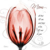 Happy Tulip in Red - Mom Poster Print by Albert Koetsier - Item # VARPDXAKXSQ323A1