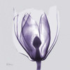 Purple Tulip Bud on Purple Poster Print by Albert Koetsier - Item # VARPDXAKXSQ327A Purple Tulip Bud on Purple Poster Print by Albert Koetsier - Item # VARPDXAKXSQ327A