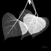 Three Leaves Three on Black Poster Print by Albert Koetsier - Item # VARPDXAKXSQ337B