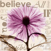 Chrysanthemum Believe Poster Print by Albert Koetsier