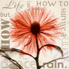Chrysanthemum Life Poster Print by Albert Koetsier - Item # VARPDXAKXSQ341C3