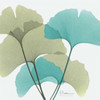 Gingko 1 Poster Print by Albert Koetsier - Item # VARPDXAKXSQ372A