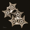 Starfish_sepia Poster Print by Albert Koetsier - Item # VARPDXAKXSQ373B