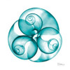 Moon snail Trio Poster Print by Albert Koetsier