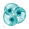 Nautilus Trio Poster Print by Albert Koetsier - Item # VARPDXAKXSQ384B