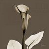 Slate Calla Poster Print by Albert Koetsier - Item # VARPDXAKXSQ398C