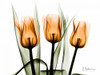 Tulips Orange Poster Print by Albert Koetsier - Item # VARPDXAKZRC137A1