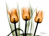 Tulips Orange Poster Print by Albert Koetsier - Item # VARPDXAKZRC137A1
