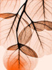 Orange Eucalyptus Poster Print by Albert Koetsier - Item # VARPDXAKZRC366A1