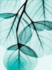 Teal Eucalyptus Poster Print by Albert Koetsier