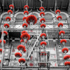 Red Lanterns Poster Print by Alan Blaustein - Item # VARPDXB3721D