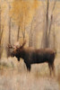 Golden Fall Poster Print by Ann Bailey - Item # VARPDXBARC012B