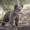 Bear Cub 1 Poster Print by Ann Bailey - Item # VARPDXBASQ006A