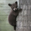 Bear Cub 2 Poster Print by Ann Bailey - Item # VARPDXBASQ006B