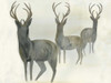 Deer Trio Poster Print by Beverly Dyer