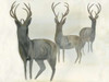 Deer Trio Poster Print by Beverly Dyer