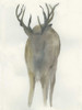 Solo Deer Poster Print by Beverly Dyer