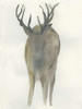 Solo Deer Poster Print by Beverly Dyer