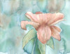 Blush Rose 2 Poster Print by Beverly Dyer - Item # VARPDXBDRC123B