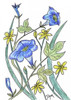Ivey Leaved Morning Glory Poster Print by Beverly Dyer