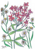 Summer Phlox Poster Print by Beverly Dyer