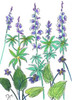 Wild Lupine Poster Print by Beverly Dyer - Item # VARPDXBDRC124L