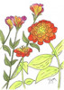 Zinnia Poster Print by Beverly Dyer - Item # VARPDXBDRC124M