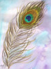 Peacock Feather 1 Poster Print by Beverly Dyer - Item # VARPDXBDRC129A