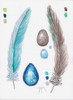 Feather and Egg Study 2 Poster Print by Beverly Dyer - Item # VARPDXBDRC137B