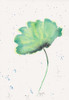 Blue Green Poppy 2 Poster Print by Beverly Dyer - Item # VARPDXBDRC150B